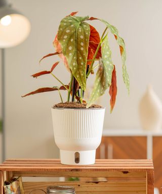 Polka Dot begonia maculata in self-watering pot