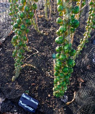 how to grow winter brassicas: Brussels sprout variety Montgomery in protective nets
