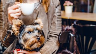 dog in cafe with owner enjoying cup of coffee