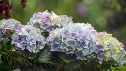 hydrangea flowers