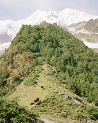 Tree-covered peak and cows