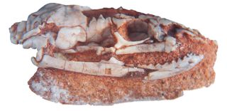 The new fossil skull of Najash from Argentina.