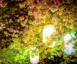 Lanterns among cherry blossom