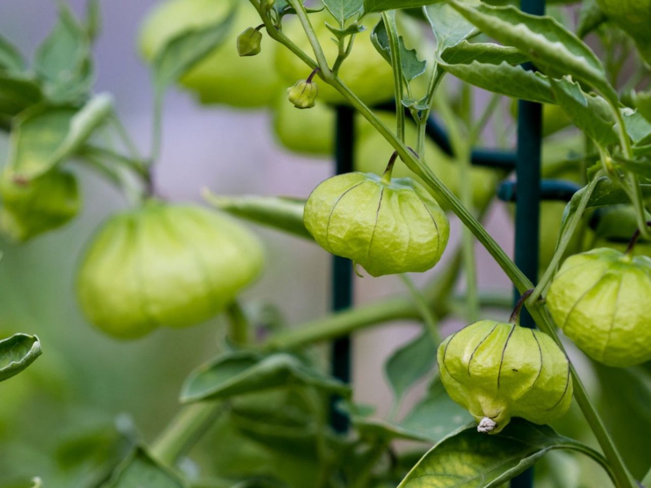 Tomatillo Plants Growing In The Garden