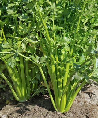 Celery growing in the vegetable garden