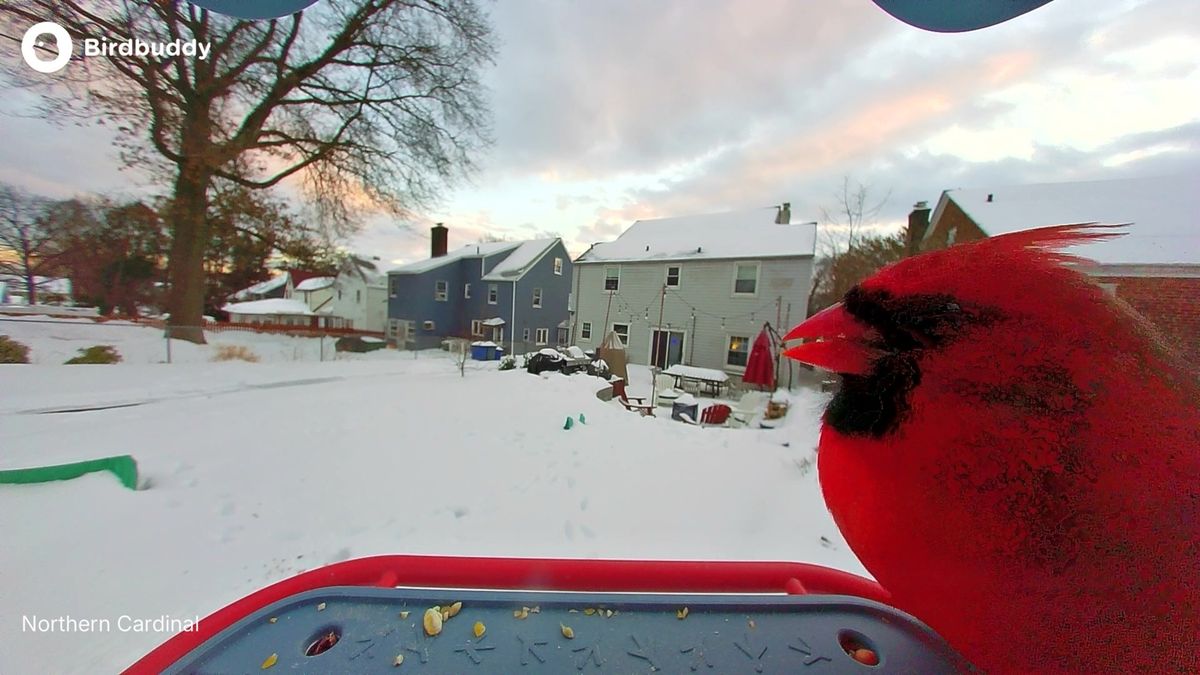 Photos of birds taken with the BirdBuddy Home