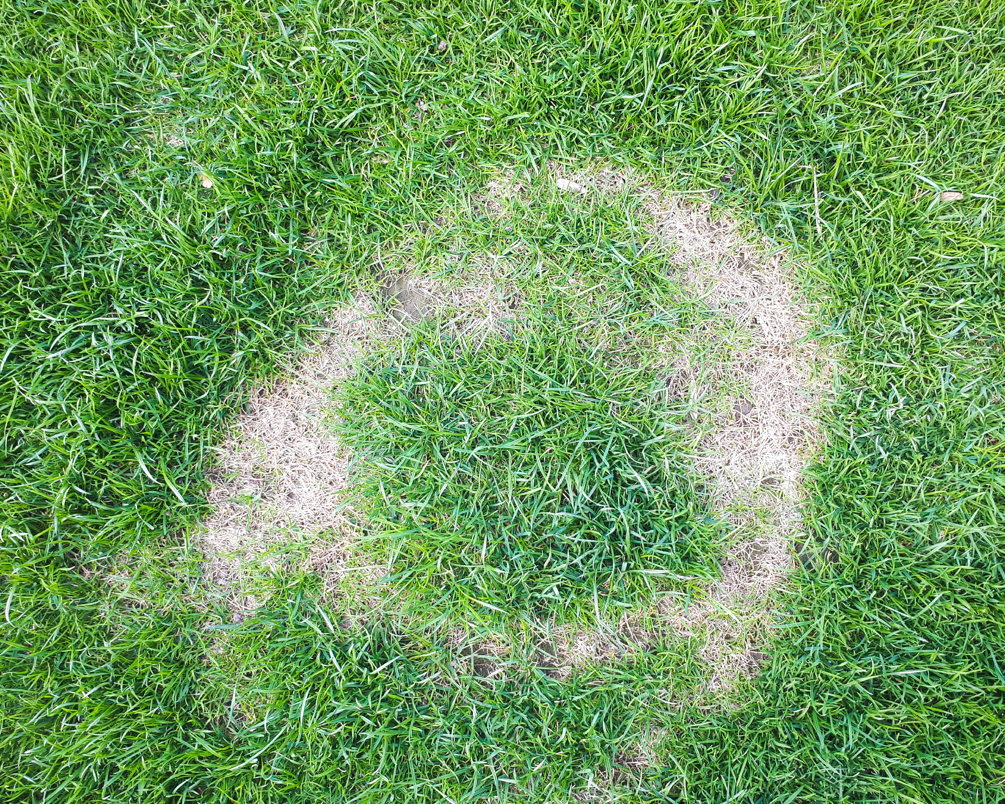 ring of dead grass