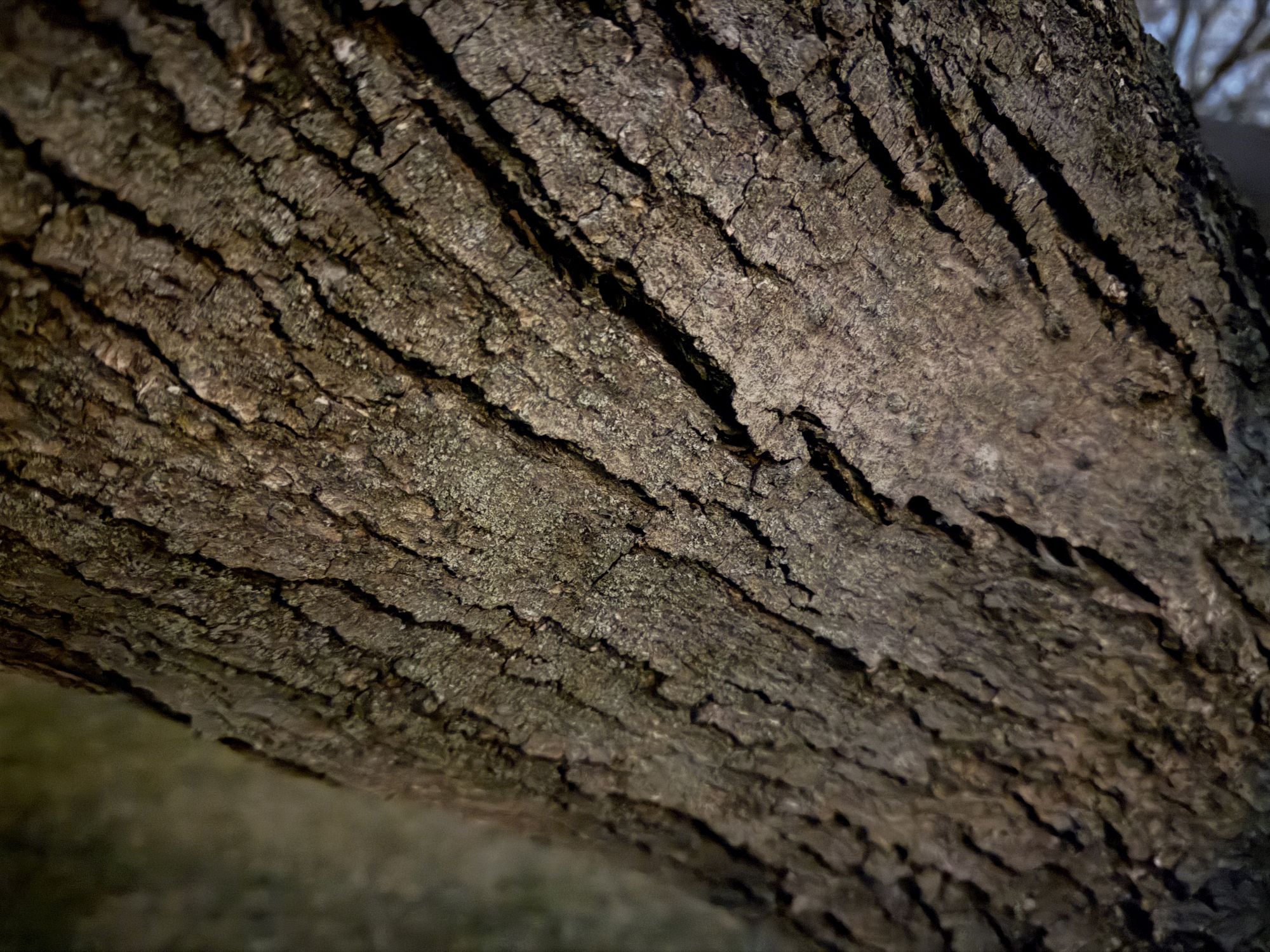 iPhone night mode max sample.