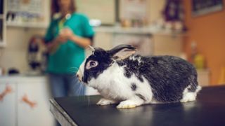 Rabbit at the vet