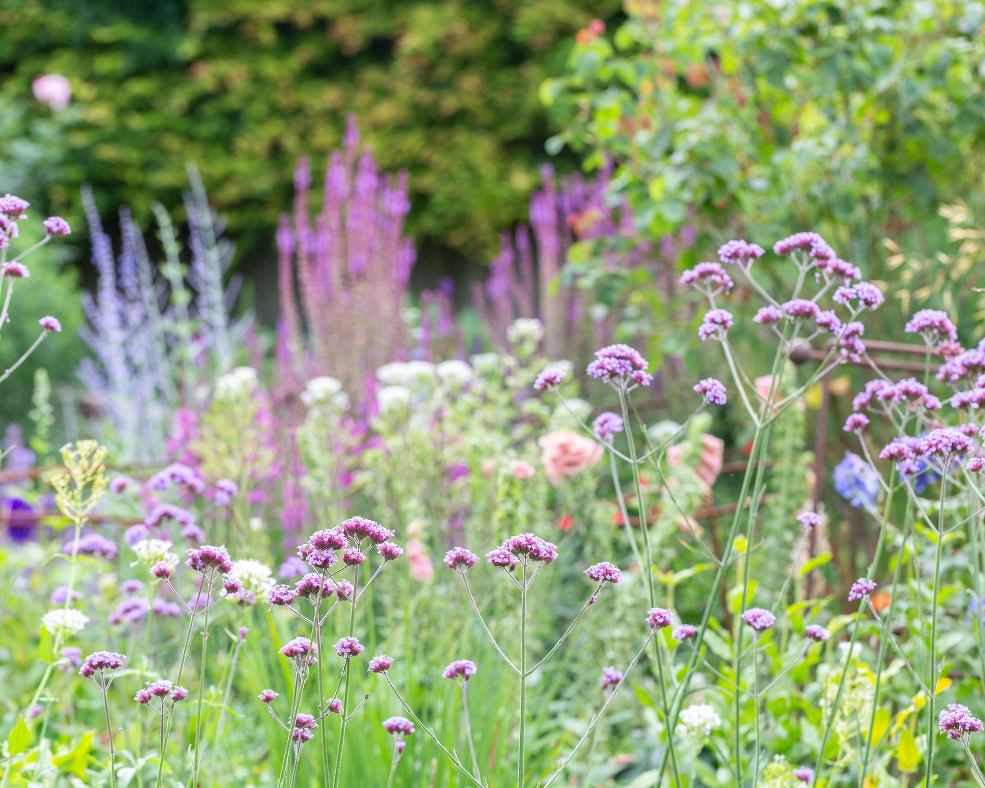 naturalistic planting design including Verbena bonariensis
