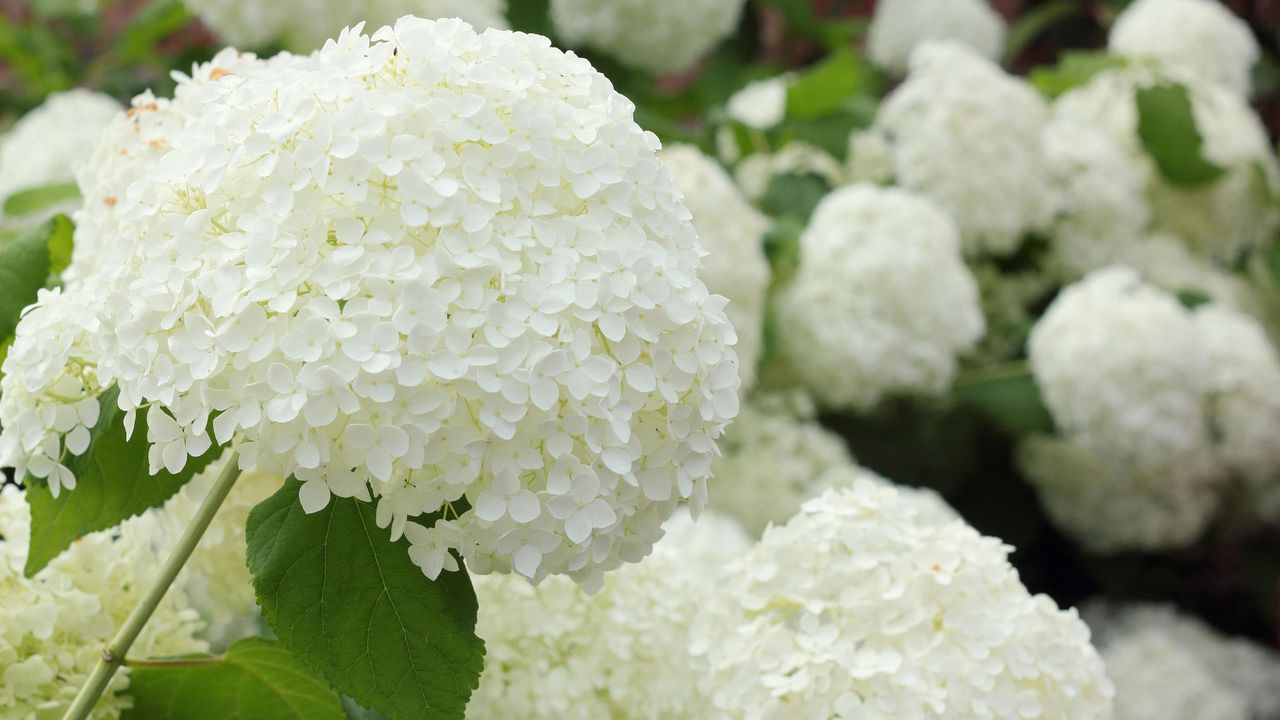 hydrangea &#039;Annabelle&#039; in bloom