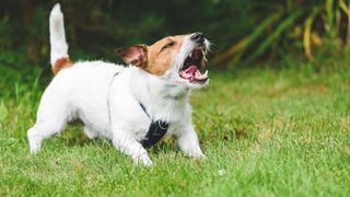 Dog in a park barking and showing aggression