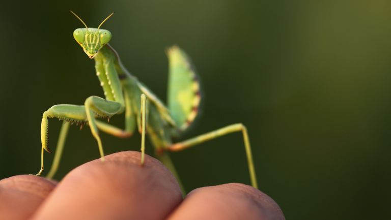 Insect, Mantis, Mantidae, Grasshopper, Invertebrate, Macro photography, Pest, Hand, Oecanthidae, Close-up, 