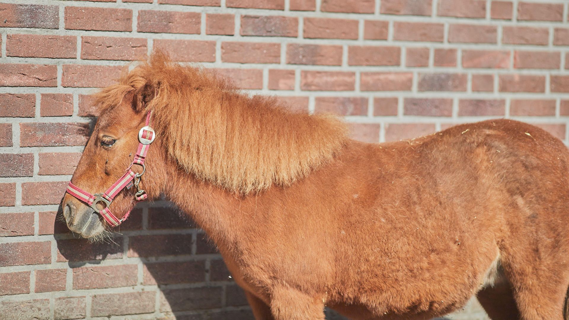 Fluffy noma pony