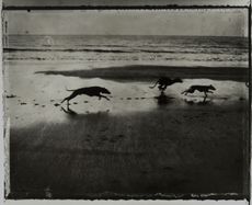 Black and white photographic artwork of dogs running on beach: Les chiens de Maria, 2000 
