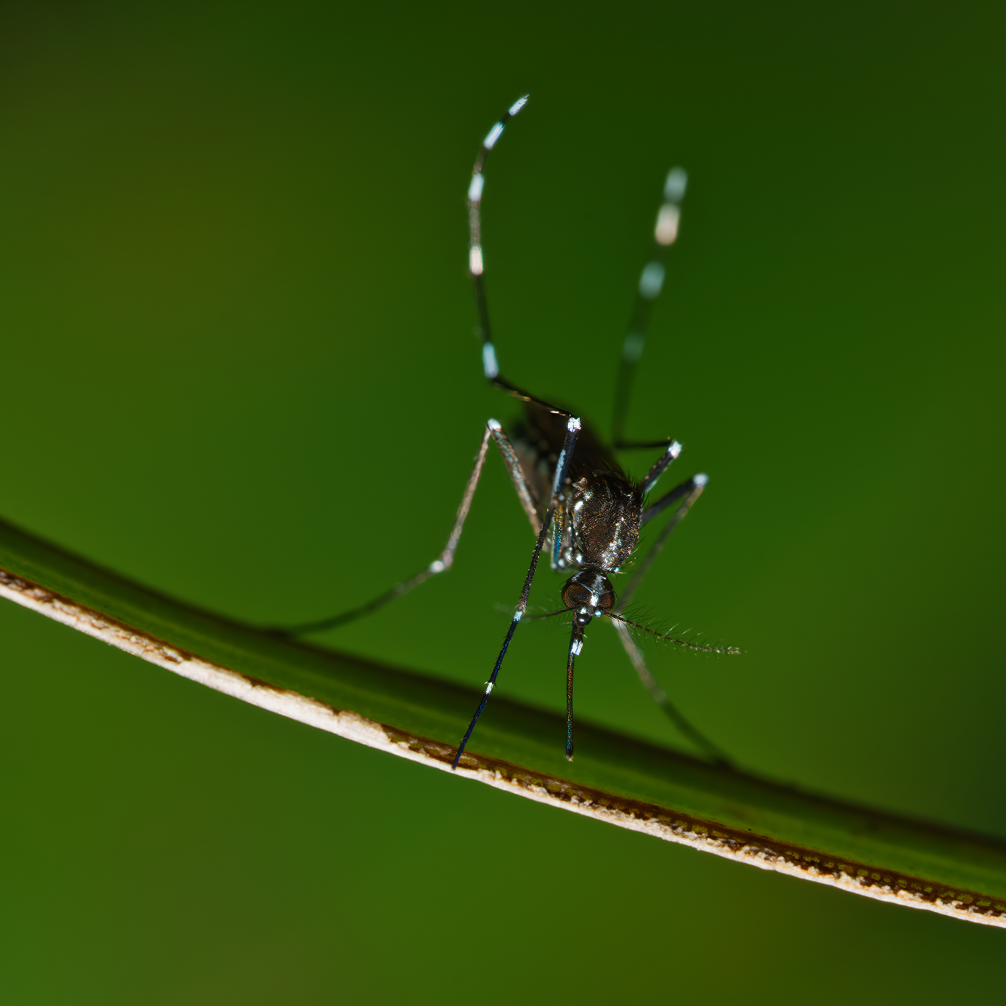 Macro photo of the Aedes aegyptiformes.