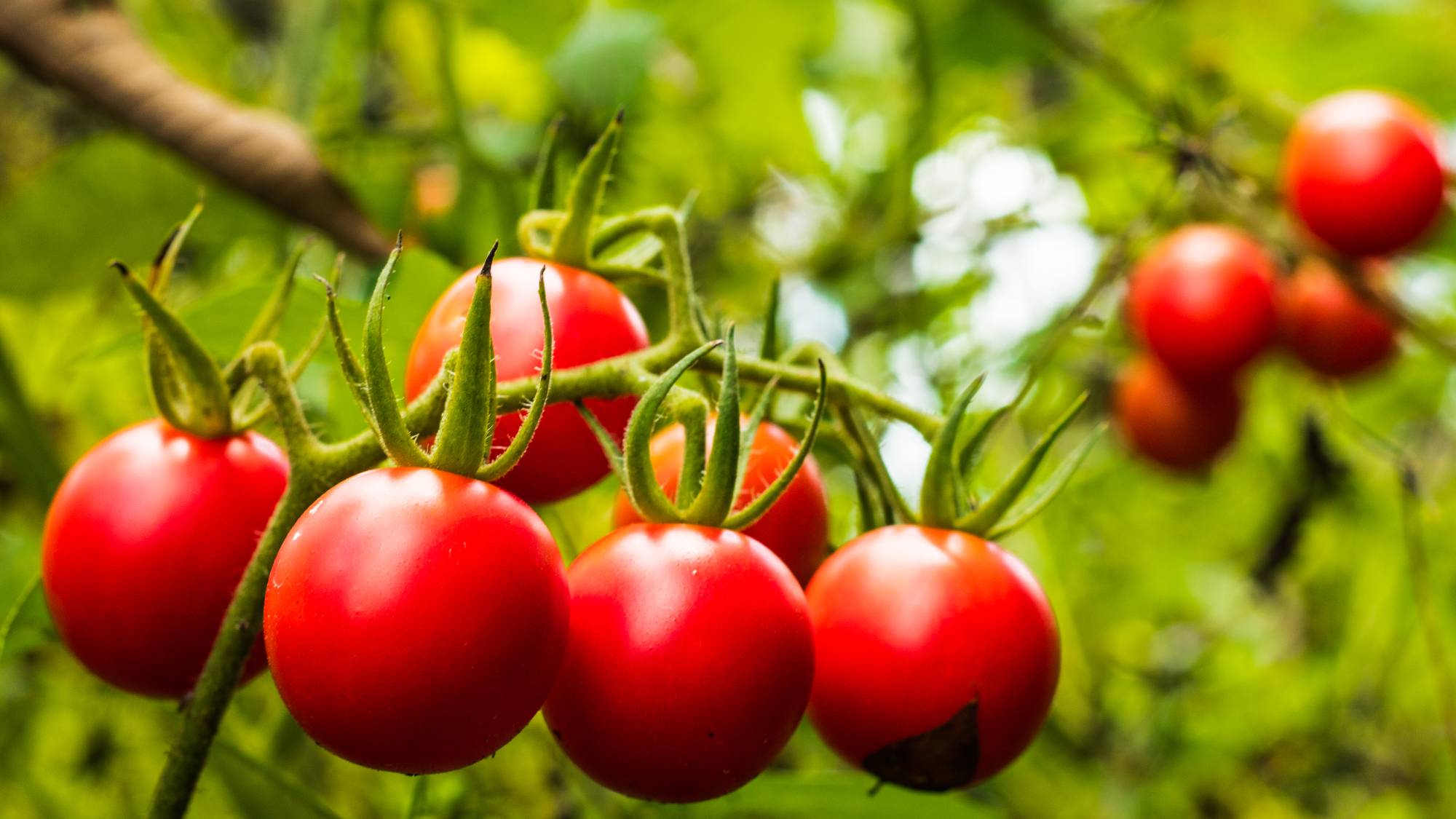 A cluster of cherry tomatoes growing on the vine