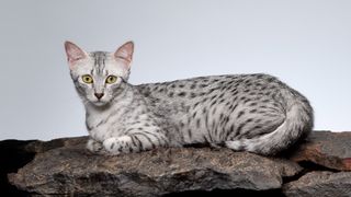 Egyptian Mau cat