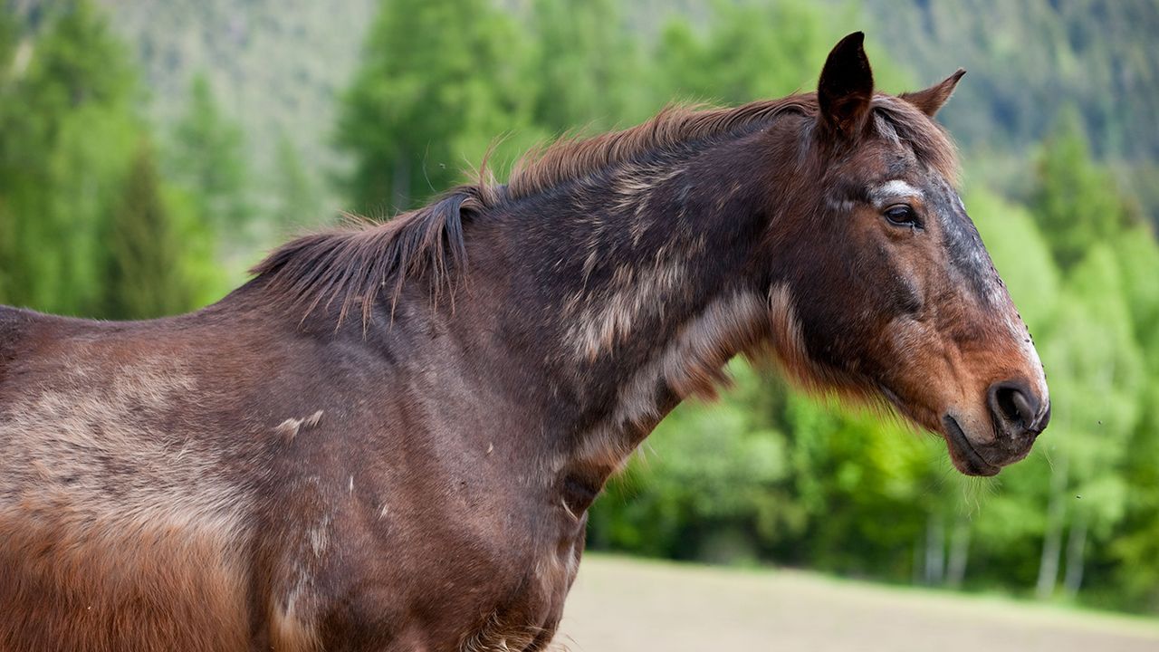 A horse with typical signs of equine cushing&amp;rsquo;s disease or PPID