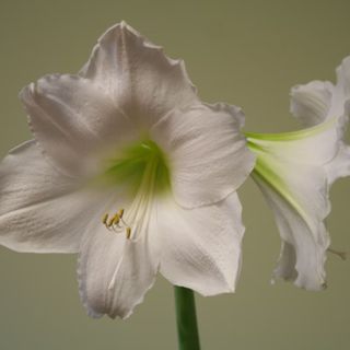 Amaryllis 'Snow Queen' Bulb