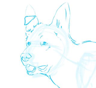 How to draw a dog: face