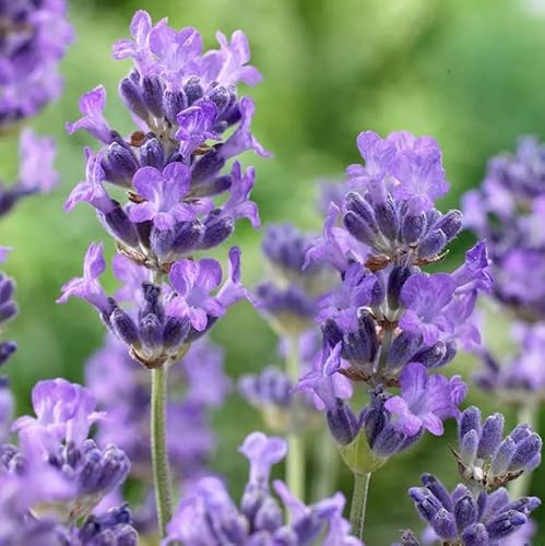2 Purple Blue Lavender Herb Live Plant No Pot, Well Rooted Plug Size, 2"-6" in Tall