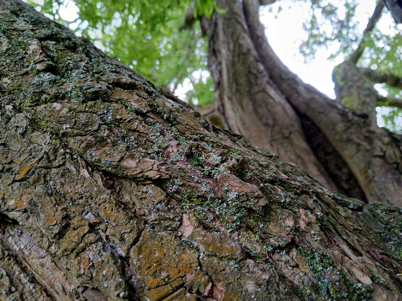 This gives you an idea of the lens&rsquo;s natural bokeh, before you add any software-created stuff.