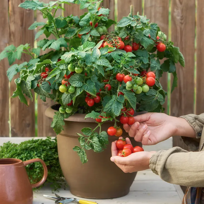 Veranda Red Tomato Seeds &amp;amp; Plant