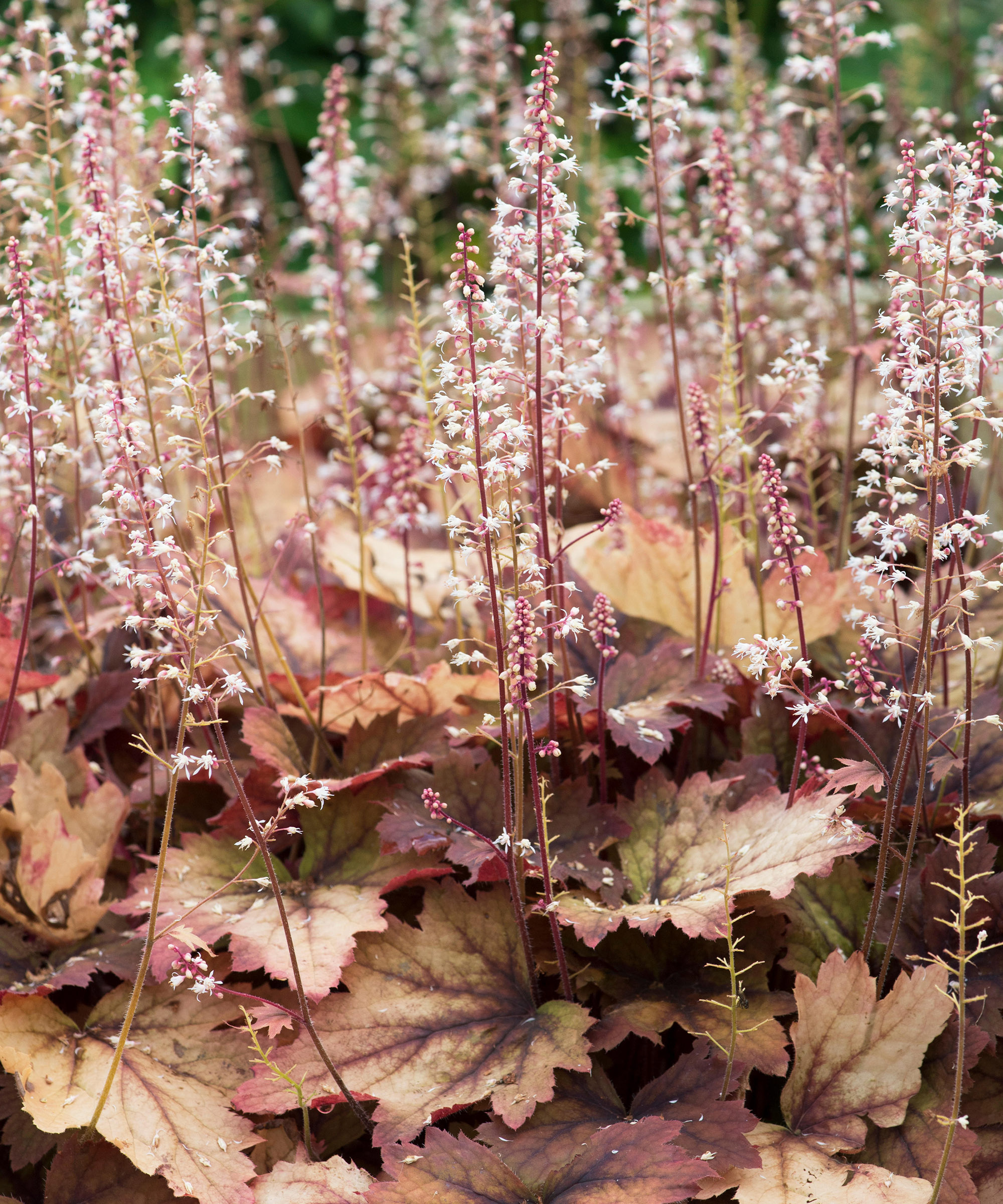 Closeup of Heucherella 'Sweet Tea''. Coral bells growing in a shady border