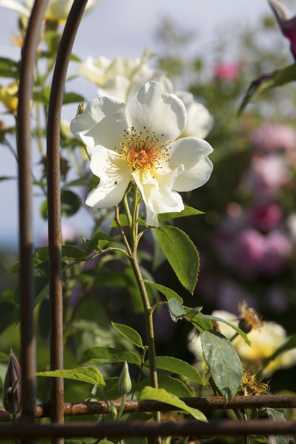 Planting roses: growing and caring for a rose garden | Real Homes