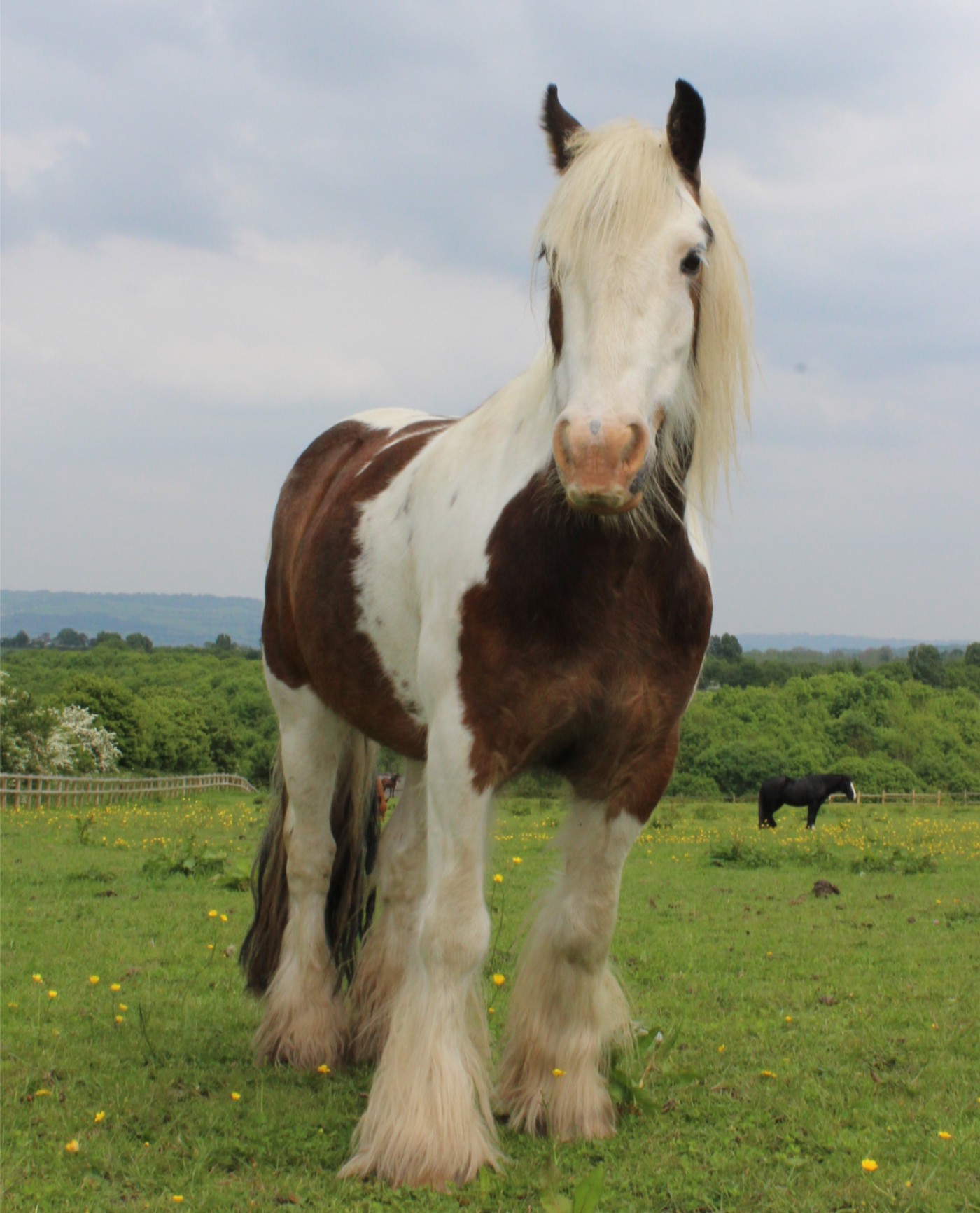 rescue pony HorseWorld equine assisted therapy