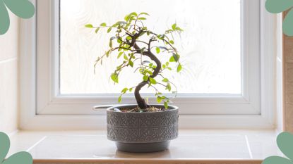 picture of bonsai tree on a window sill to support an expert guide on how to care for a bonsai tree
