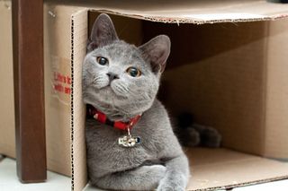 A gray cat in a box.