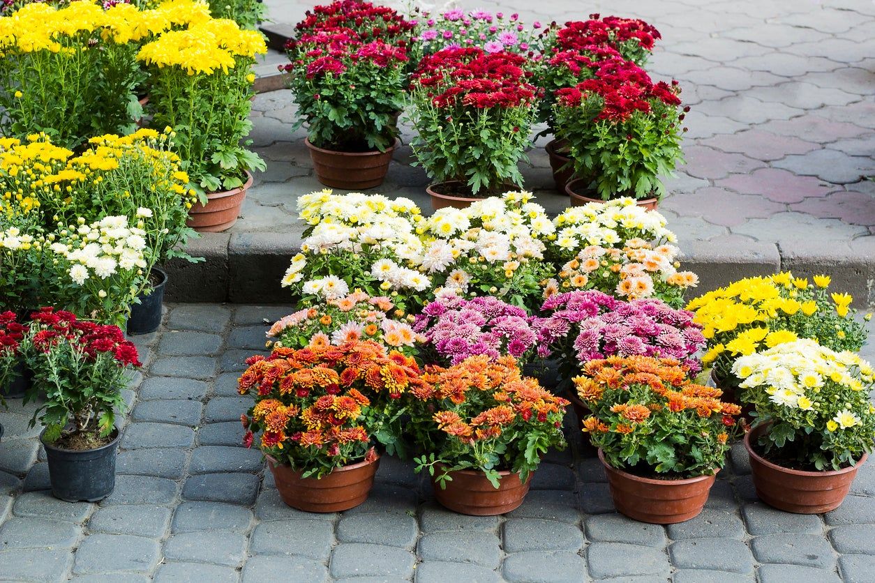 Multiple Containers Of Different Colored Plants