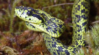 This new species of palm pitviper (<em>Bothriechis nubestris</em>) lives only in a mountain range called Cordillera de Talamanca, on the border of Costa Rica and Panama.