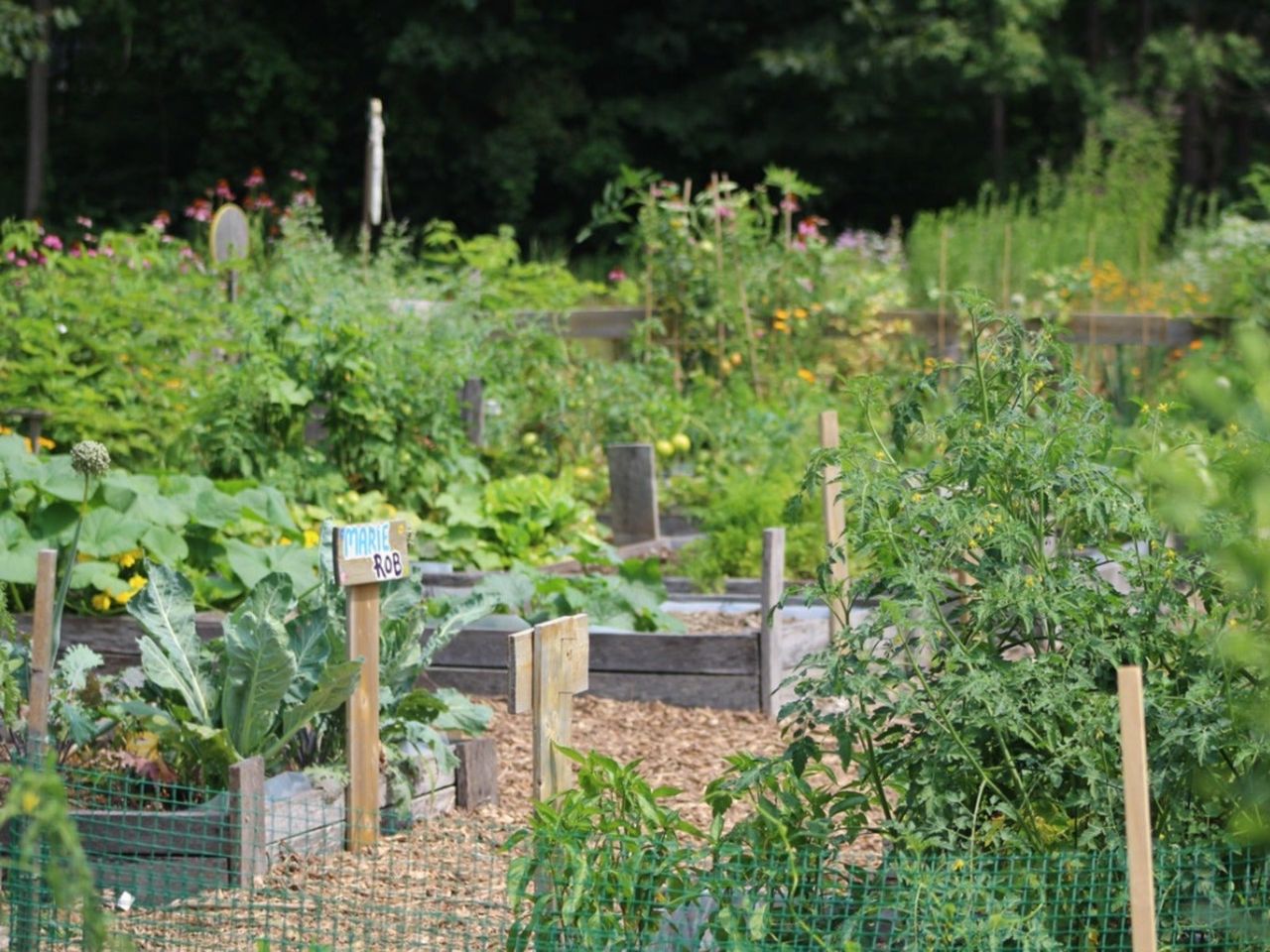 A lush community garden