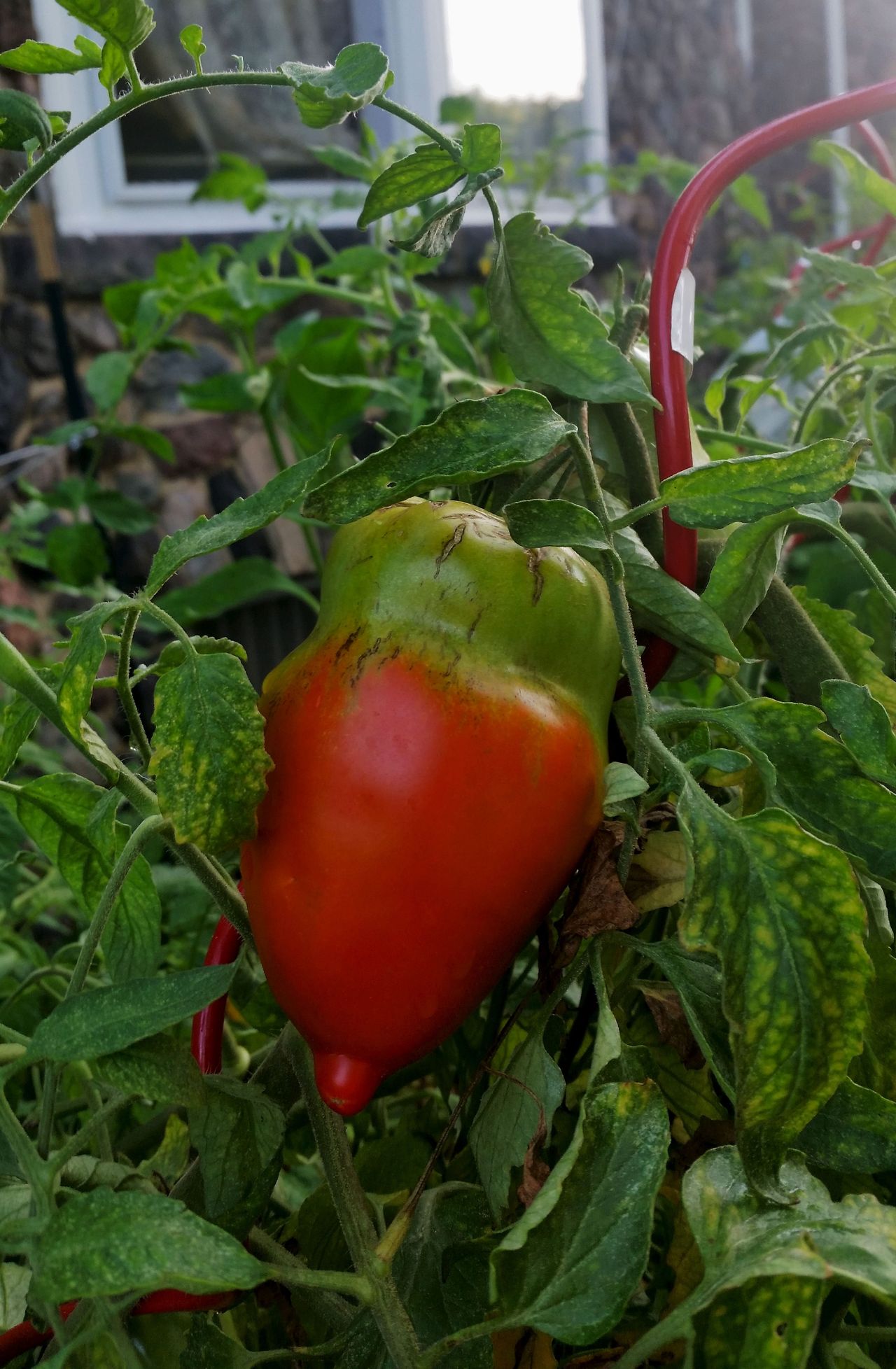 A Tomato That Is Part Red Part Green