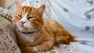 Sick ginger cat lying down on couch