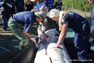 Researchers look at a dead great white shark on land.