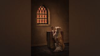 Dog praying at church altar.