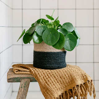 pilea plant in bathroom on wooden stool 