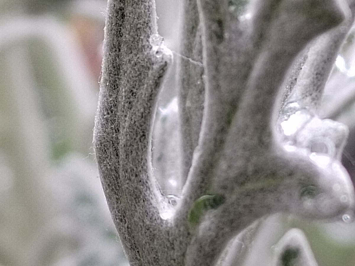 Apexel 200x smartphone micropscope sample images