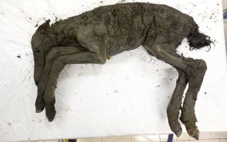 Photo of the foal mummy laid out on a table