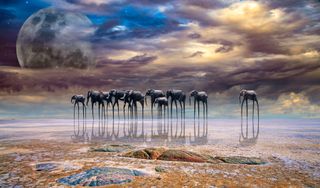 Hein Waschefort won the title of Photographer of the Year for this surreal composite