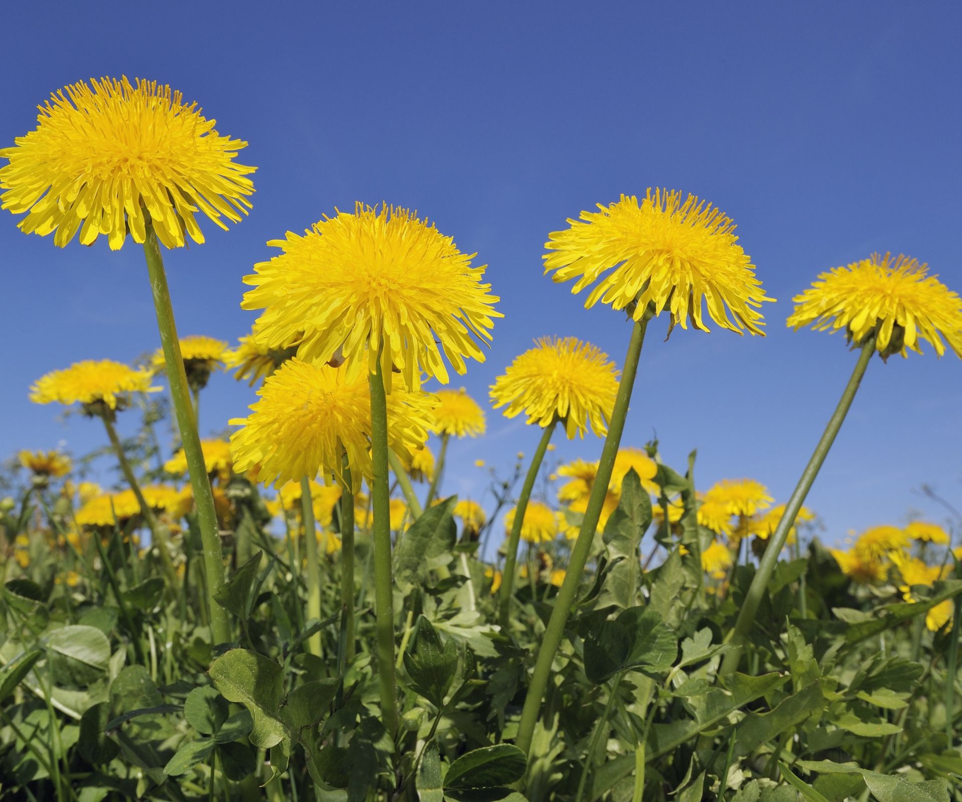 Close up of dandelion flowers against a blue sky