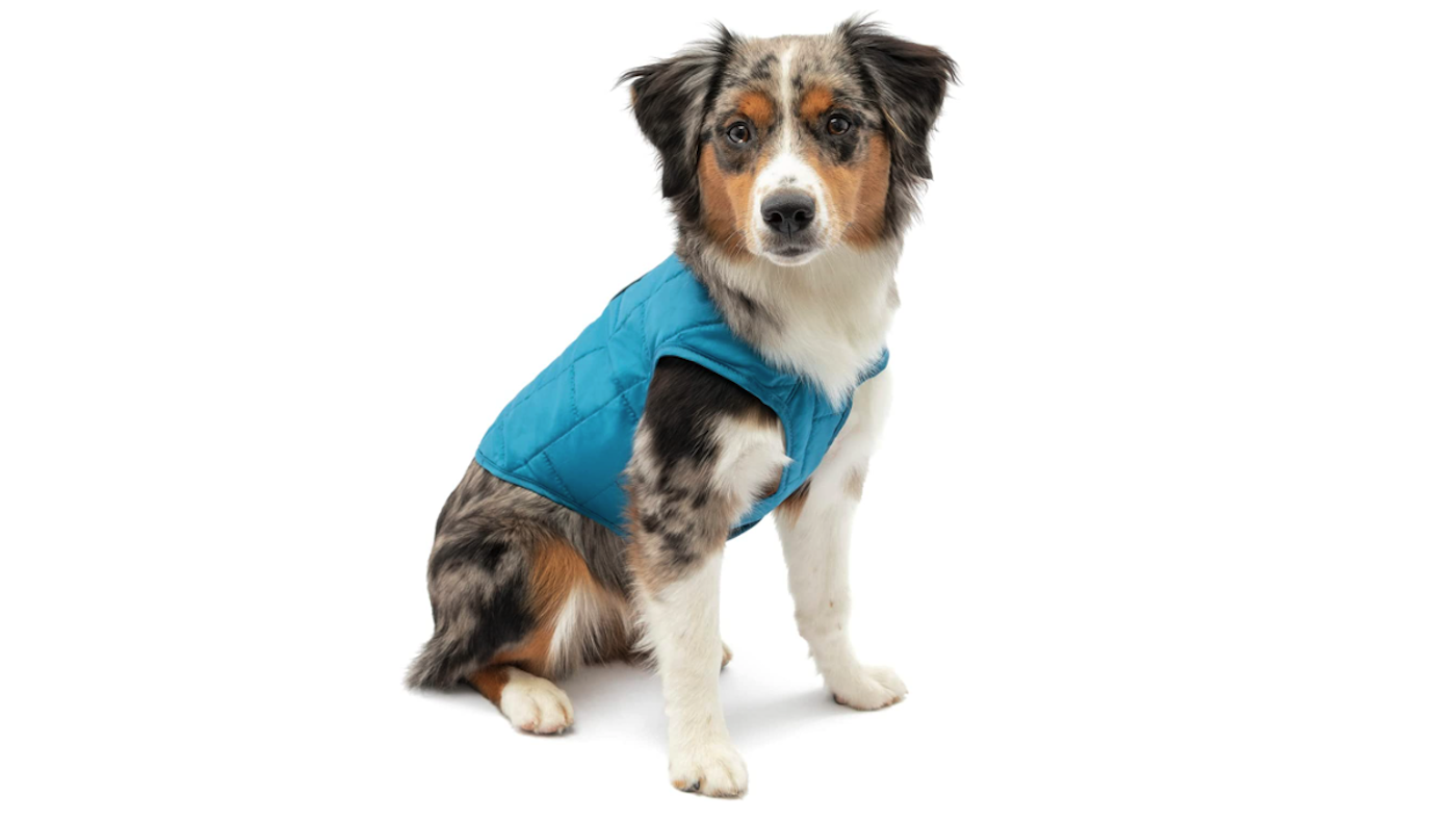 Kurgo Loft jacket on puppy