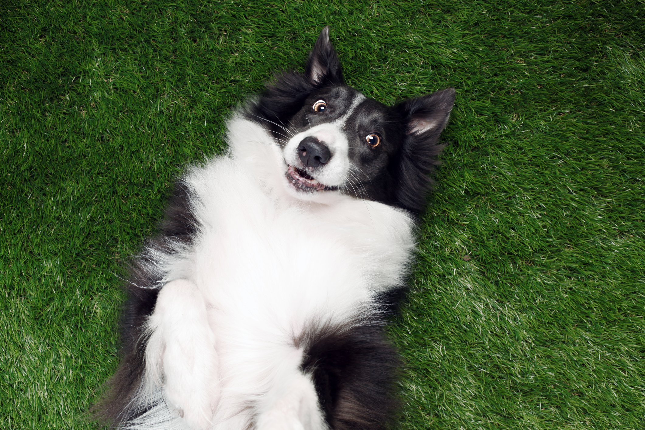 A surprised border collie dog is rolling over, looking up at the camera.