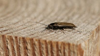 Cockroach on wooden fence