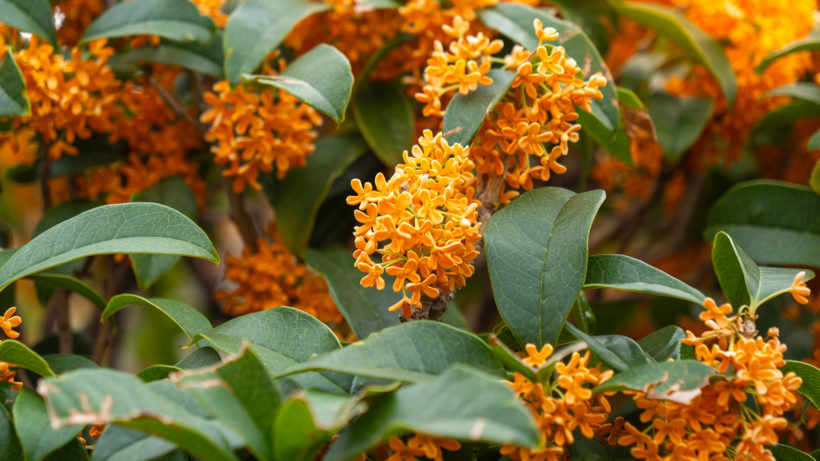 Osmanthus fragrans tea olive