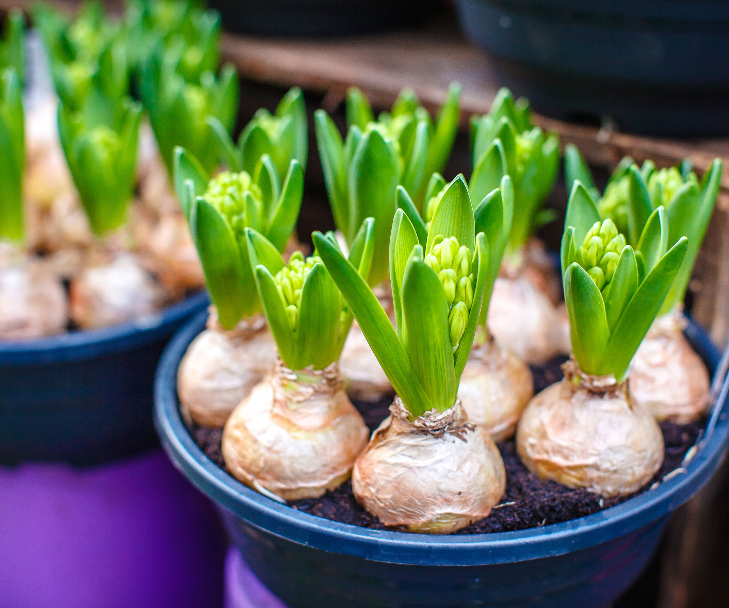 spring bulbs sprouting in blue containers
